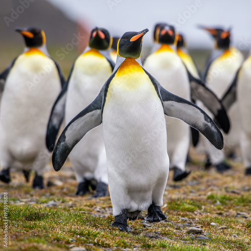 King penguins on South Georgia island near Antarctica.