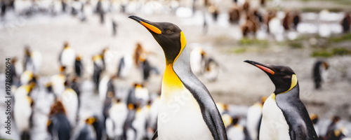 King penguins on South Georgia island near Antarctica.