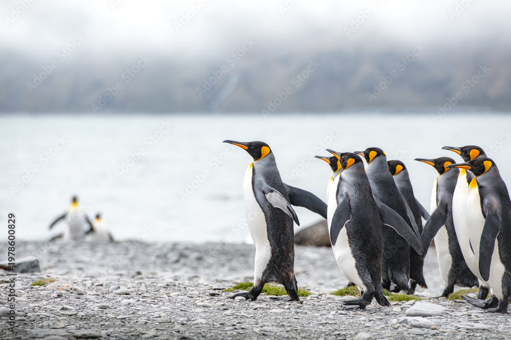 Obraz premium King penguins on South Georgia island near Antarctica.