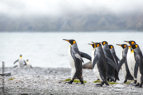 King penguins on South Georgia island near Antarctica.