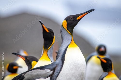 King penguins on South Georgia island near Antarctica.