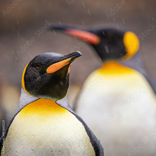 King penguins on South Georgia island near Antarctica.