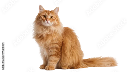 Fototapeta na wymiar Fluffy ginger cat sitting attentively, isolated on transparent background