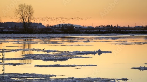 Fraser River Downstream Ice Floes 4K UHD. A seagull rides the ice going down the Fraser River in winter. Richmond, British Columbia, Canada. 4K UHD.
