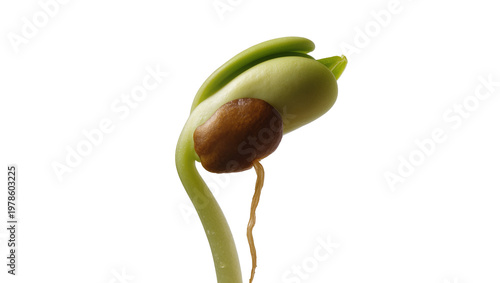 Quadro su tela Green bean sprout with brown seed and root, isolated on transparent background