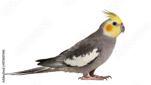 Foto Grey cockatiel with yellow crest and orange cheek patches, isolated on transpare