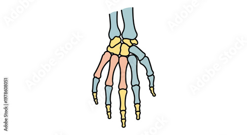 Fotografía Human Hand Bones Anatomy Illustration.