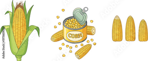 Fresh Corn Vector Set Featuring Whole Cob with Husk, Open Canned Sweet Corn, and Individual Kernels for Farm Market and Culinary Designs