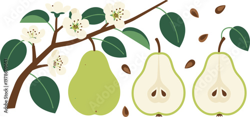 Organic pear botanical vector set. Illustrations of pear blossoms on branch, whole green pear, halved fruit, and seeds for gourmet food and garden design.