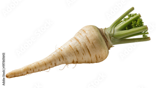 Картината върху платно Creamy white parsnip root vegetable with green leafy tops, isolated on transpare