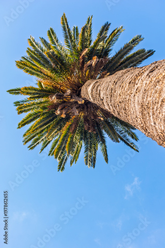 Low angle view of a Phoenix palm tree in south of France
