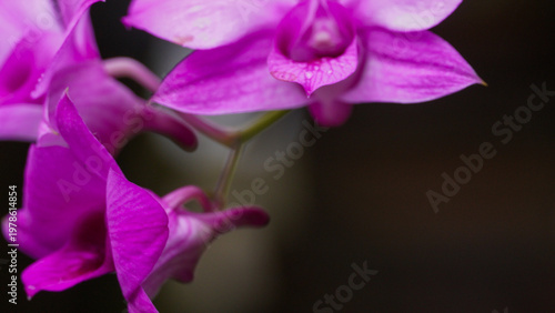 Close up photo of a light purple fly orchid flower or Anggrek Larat (Dendrobium phalaenopsis) blooming in the afternoon with a blurred background.