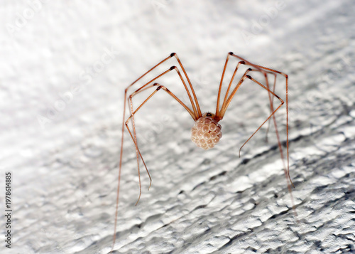 Tableau sur toile A close-up image of a spider