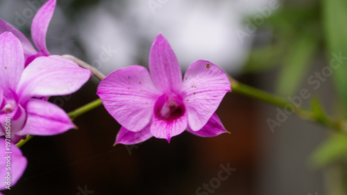 Close up photo of a light purple fly orchid flower or Anggrek Larat (Dendrobium phalaenopsis) blooming in the afternoon with a blurred background.