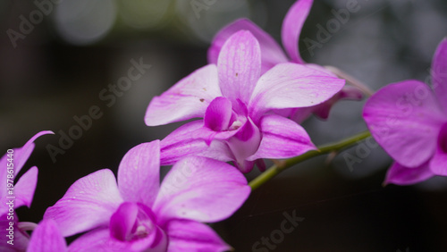 Close up photo of a light purple fly orchid flower or Anggrek Larat (Dendrobium phalaenopsis) blooming in the afternoon with a blurred background.