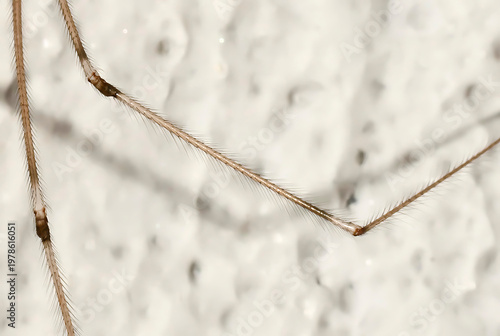 Billede på lærred A close-up image of a spider
