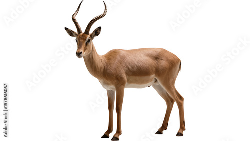 Tableau sur toile Brown impala antelope with curved horns, isolated on transparent background