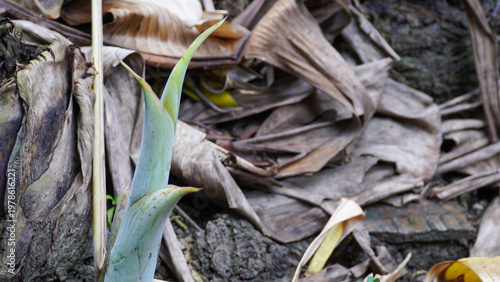 Close up photo of a green banana tree shoot growing around fallen, dry, brownish banana leaves.