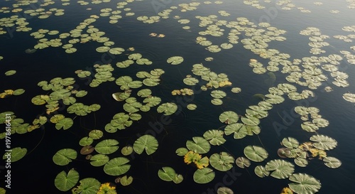 Lily pads floating on water surface with dappled sunlight creating shadows