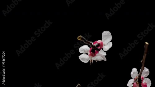 Flying Cherry Blossom Branches in Slow Motion on Black Background