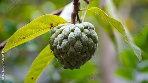 Sugar apple (custard apple) fruit or srikaya hanging on a tree branch, captured in close-up with natural light and green leaves background.
