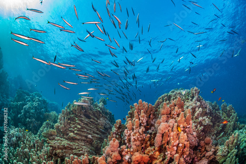 School of Yellowtail Barracuda over Red Sea Coral Reef