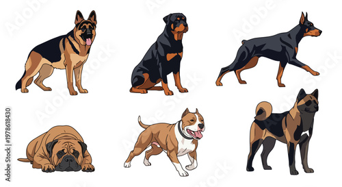 Collection set flat style vector illustration of guardian dog breeds including rottweiler, german shepherd and pitbull, domestic animals isolated, strong canine characters