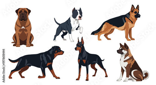 Collection set flat style vector illustration of guardian dog breeds including rottweiler, german shepherd and pitbull, domestic animals isolated, strong canine characters
