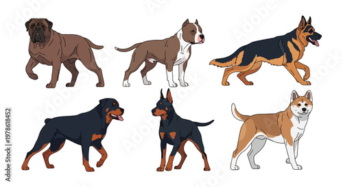 Collection set flat style vector illustration of guardian dog breeds including rottweiler, german shepherd and pitbull, domestic animals isolated, strong canine characters