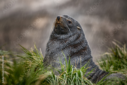 Fur seal in the grass on South Georgia Island near Antarctica