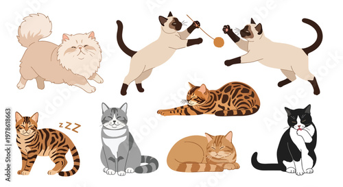 Collection set flat style vector illustration of cats in various poses, playful kitten characters, domestic feline animals isolated, adorable pet design bundle