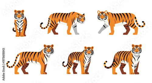 Collection set flat style vector illustration of tigers in different poses, wild animals isolated, jungle predator characters, strong feline wildlife design
