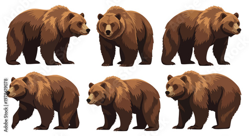 Collection set flat style vector illustration of brown grizzlies bears in different poses, wild animals isolated, forest wildlife characters, strong mammal design