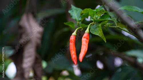 Red chili peppers hanging on a plant with green leaves, captured in natural light with soft bokeh background, showcasing fresh spicy ingredients in a garden setting.