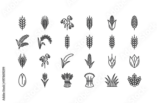 Field cereal crops with wheat spikes, barley heads, oat panicles, rye stalks and grain ears swaying in farmland clean monoline