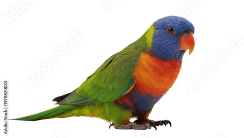 Schilderij op canvas Rainbow lorikeet parrot with vibrant blue orange and green plumage, isolated on