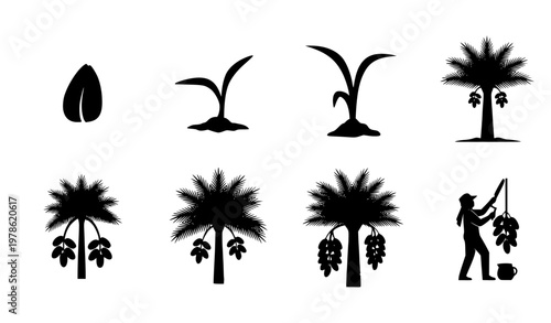 Date Palm Tree Growth Stages Icon Set Showing Plant Development from Seed to Mature Tree and Harvesting Process Silhouette Collection