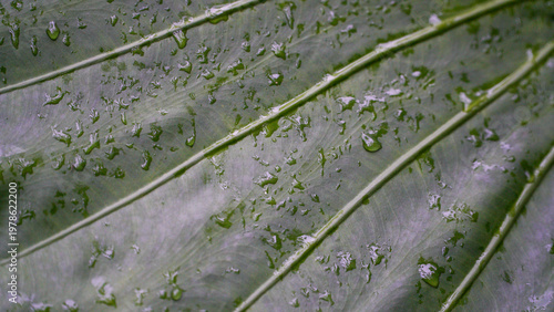 Water droplets on a taro leaf surface, captured in macro view showing natural texture and vein patterns, with fresh green tones and moisture detail.