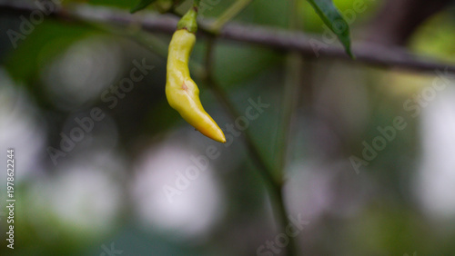 Raw chili peppers hanging on a plant with green leaves, captured in natural light with soft bokeh background, showcasing fresh spicy ingredients in a garden setting.