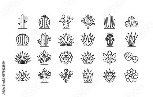 Desert plants with cactus varieties, succulents, agave rosettes, aloe leaves and hardy xerophyte species clean monoline outline