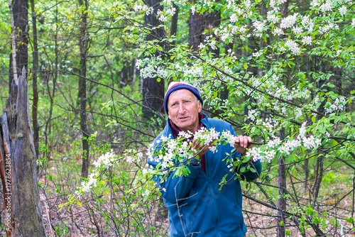 an elderly man in the forest among blooming bird cherry trees