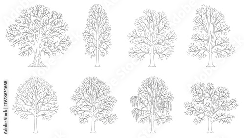 Collection of detailed line drawings of various deciduous trees in winter