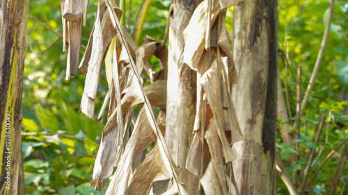 Dried banana leaves hanging on a banana tree in a natural outdoor setting, showcasing textured, withered foliage with earthy tones, ideal for concepts of tropical plants, agriculture, and decay.