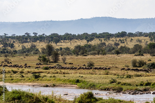 Wildebeest migration crossing the landscape near a river in Serengeti National Park Tanzania