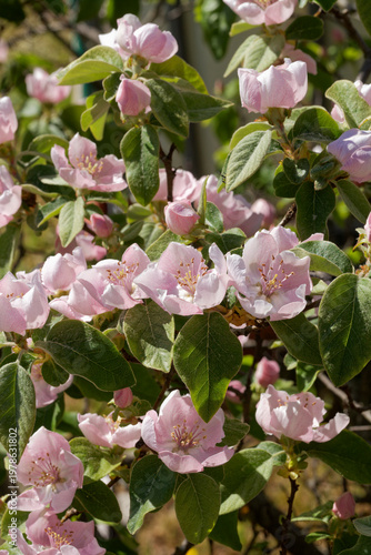 Bilde på lerret Bouquet de fleurs de cognassier