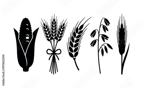 Corn cob with husk partially open, wheat bundle tied stalks, barley stalk curved grains, oat stalk slim grain clusters, rye stalk