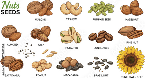 Nuts and seeds chart vector illustration showing walnut, cashew, almond, peanut, pistachio, sunflower, chia, macadamia, brazil