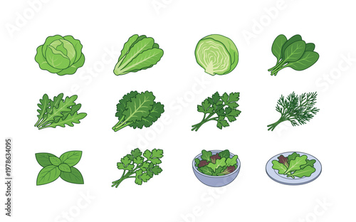 Fresh lettuce head, romaine lettuce leaves, iceberg lettuce cut, spinach leaves bunch, arugula leaves pile, kale leaves bunch,