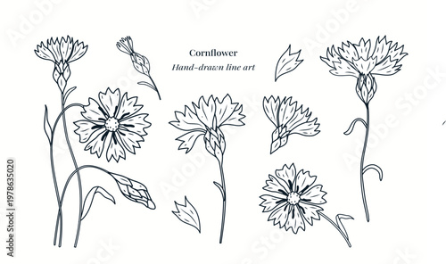 Elegant cornflower botanical line art with detailed petals, stems and buds. Minimalist floral illustration perfect for packaging, branding, coloring pages, herbal themes and natural design projects.
