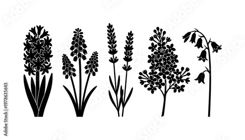 Hyacinth flower dense clustered spikes, grape hyacinth small bell clusters, lavender flower tall narrow spikes, lilac flower